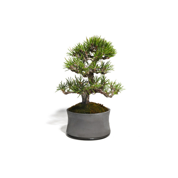 黒松　-Japanese black pine-　（推定樹齢30年） 詳細画像